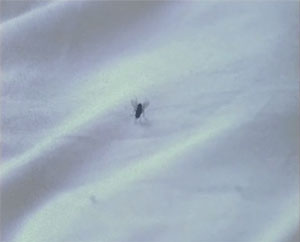 Fly08